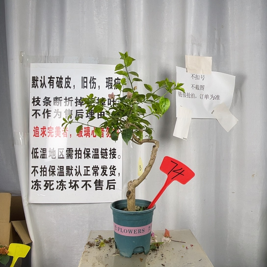 当前无花栽培后可以开花74巴西紫小桩