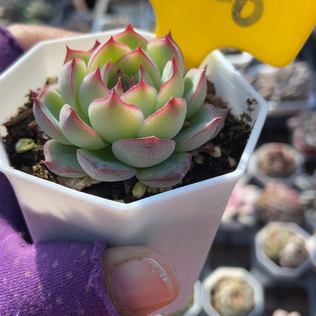 926勾魂仙子多肉植物