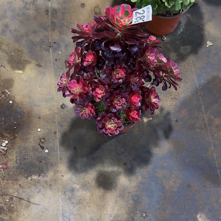 000000000000000000282丽娜