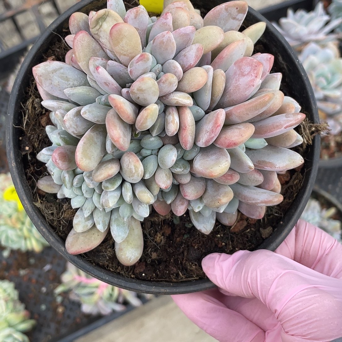 底切粉兔缀，介意慎拍