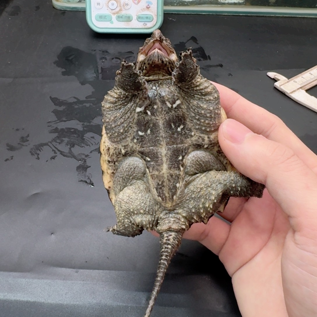 宠物龟不分公母111