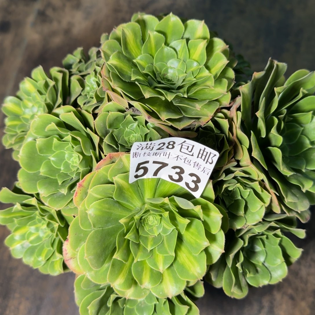 5733琉璃多肉植物提取