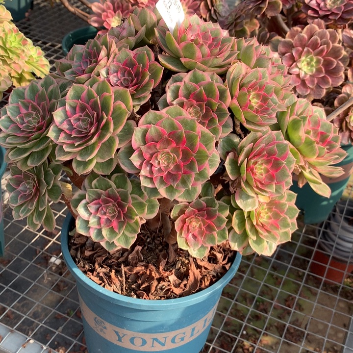 772莲花座多肉植物特价