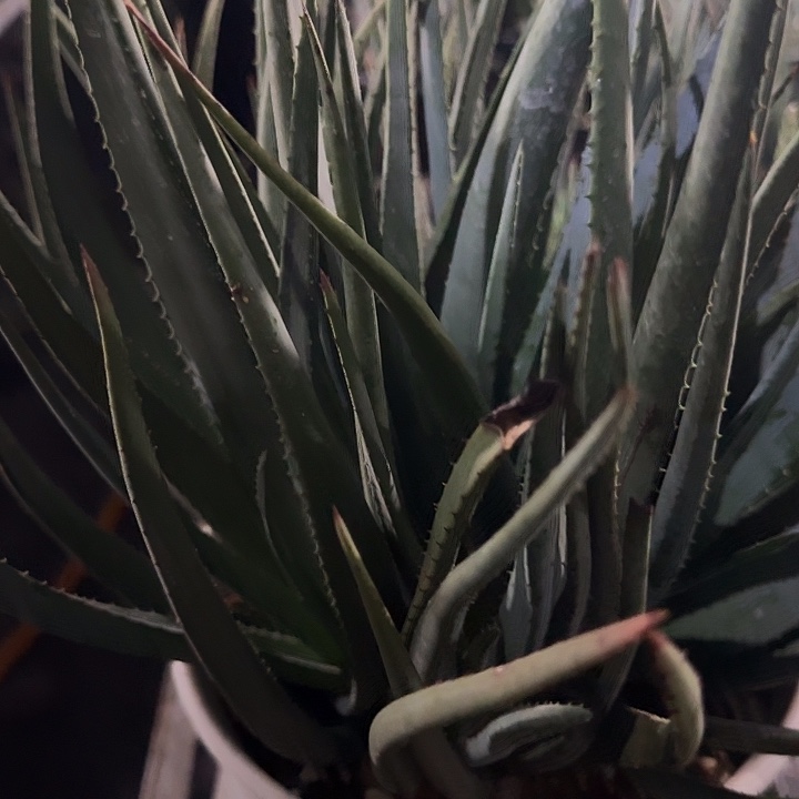 微肯斯群生芦荟多肉植物