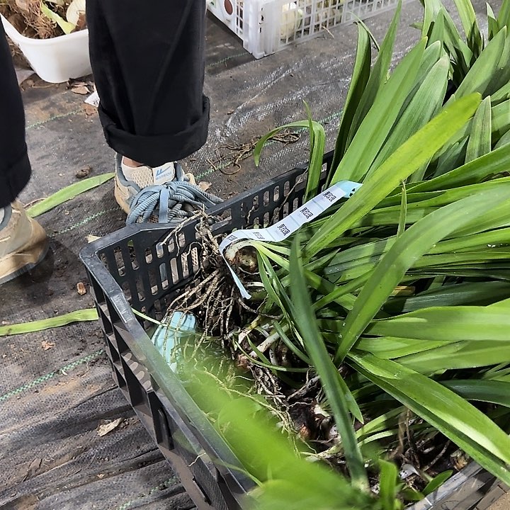 黄玫瑰4公分带测芽