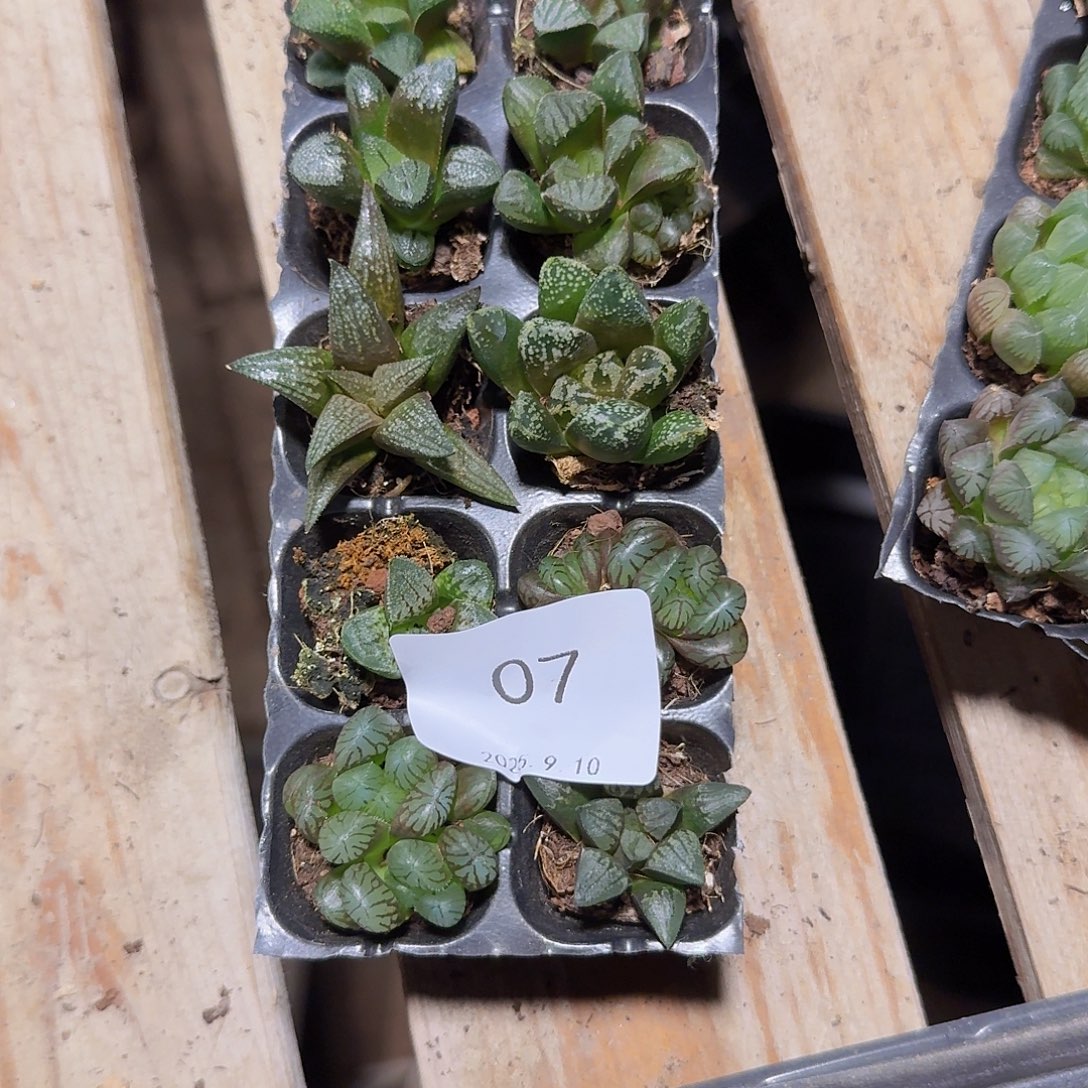 直播福利一物一拍07