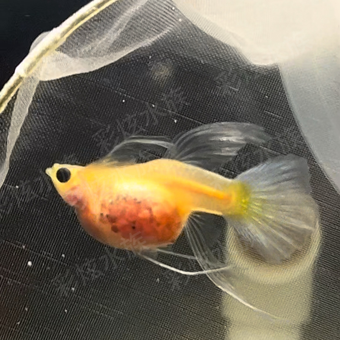 元宝体玛丽瓷白钻石眼一对编号31