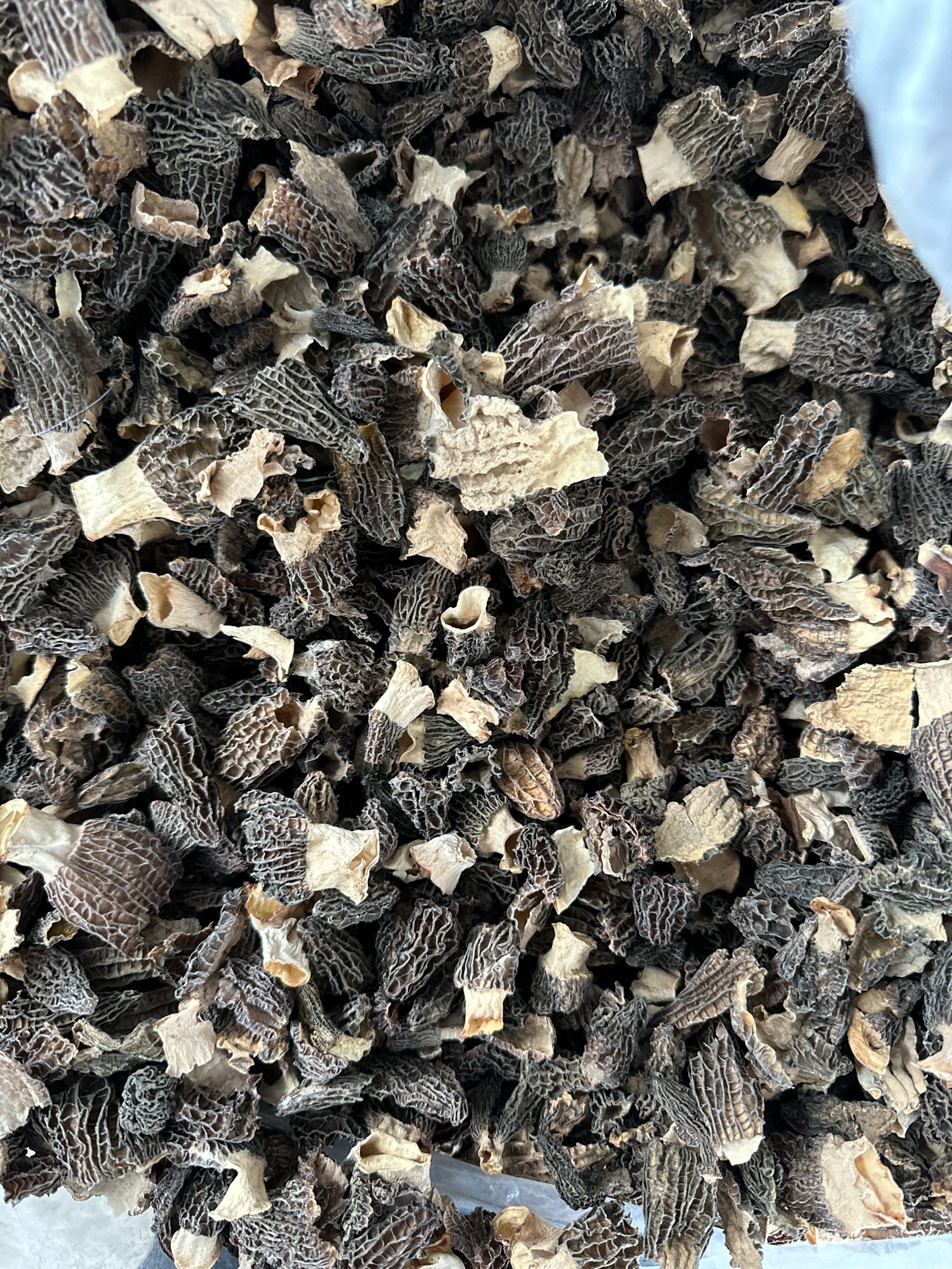 [碎菇]羊肚菌头茬肉厚菇香浓郁比较碎适合做馅料介意勿拍