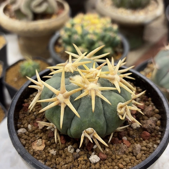 仙人球白刺翠平一个