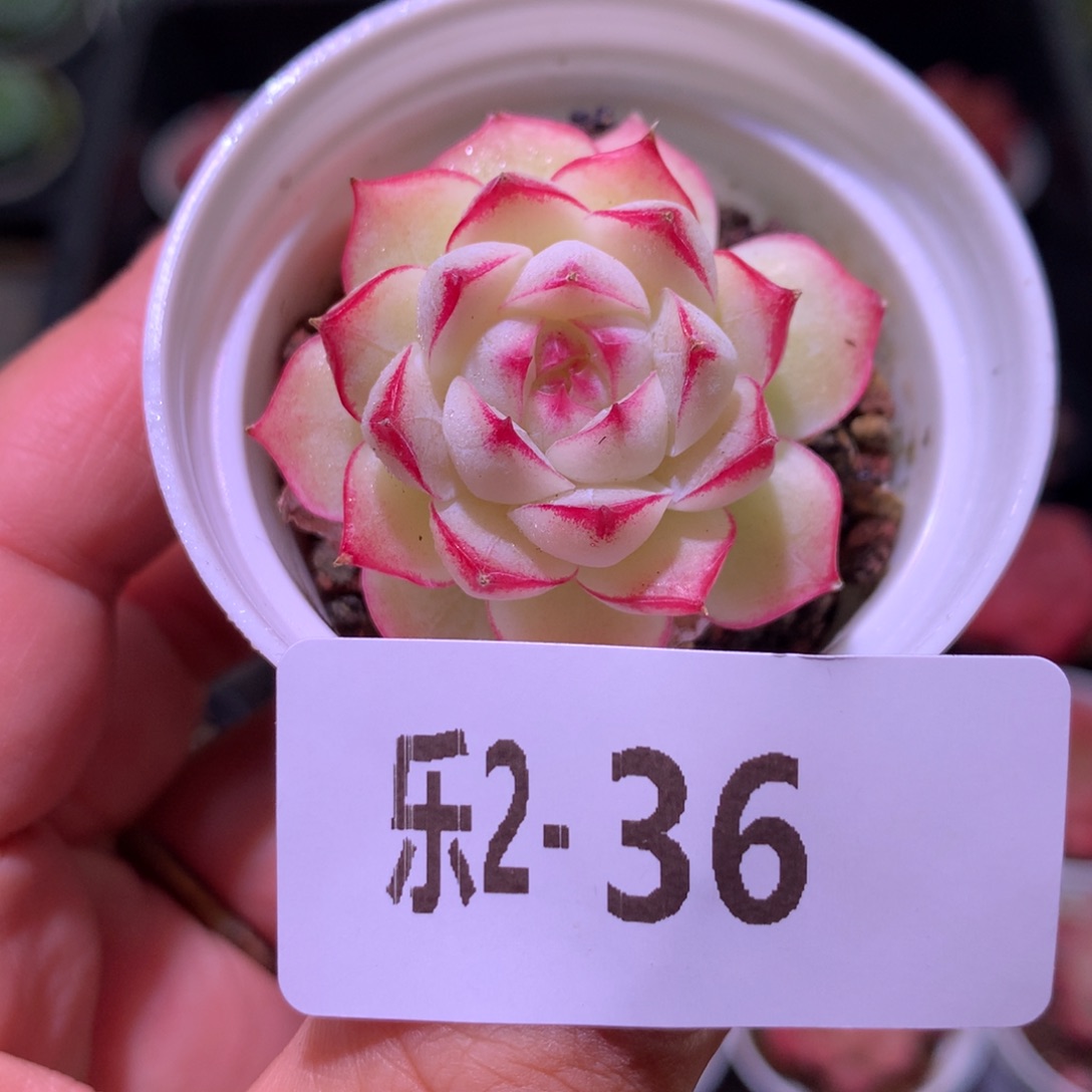 乐然 2-36 女王玫瑰 