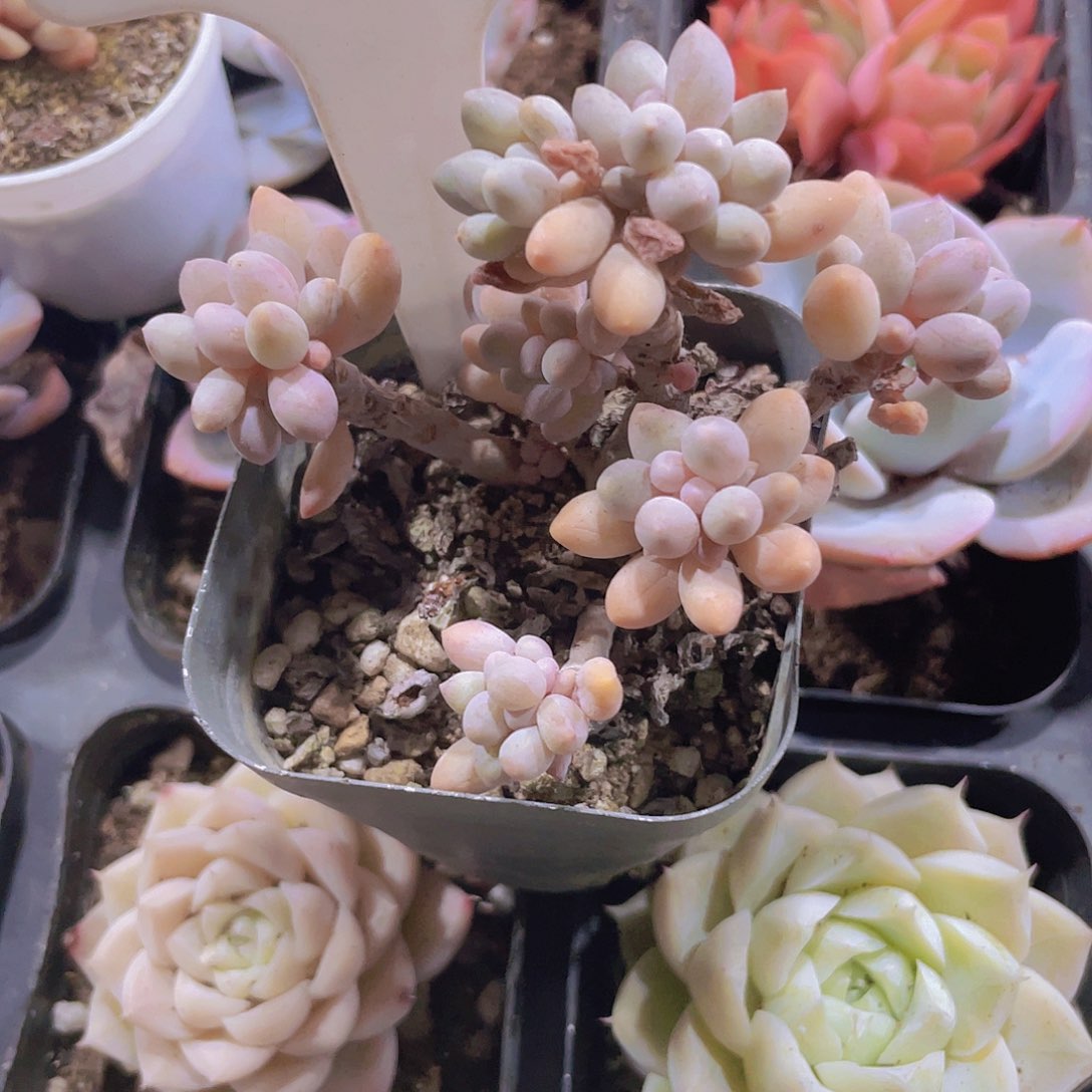晶*婴儿手指w026一物一拍