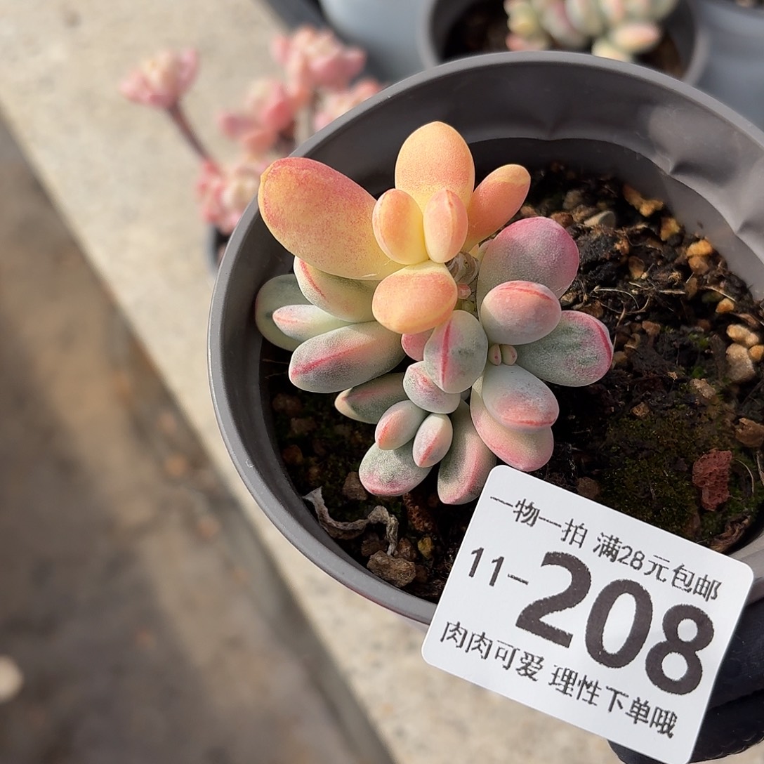 乒乓福娘锦无盆土发货无