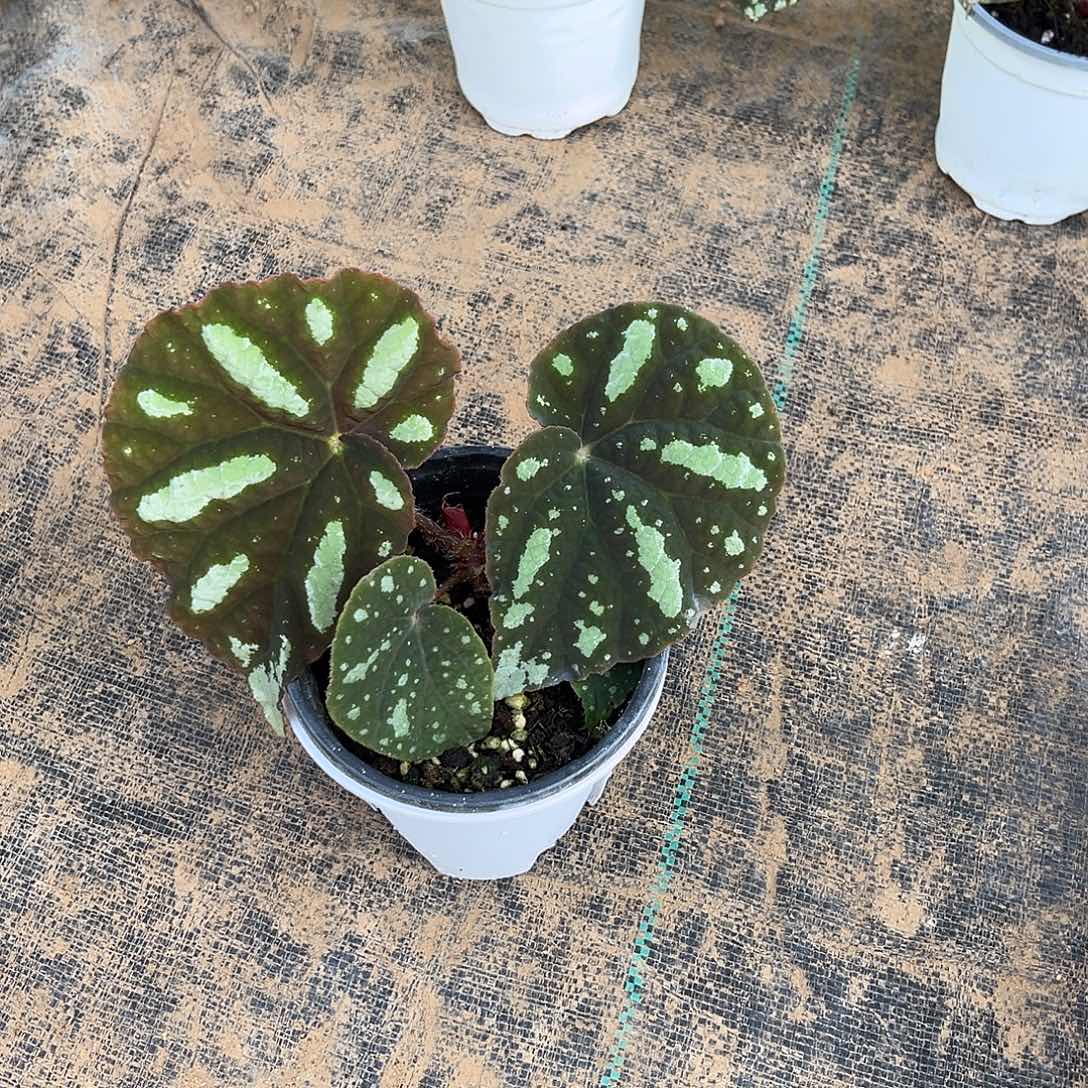 无花朵北约秋海棠上海