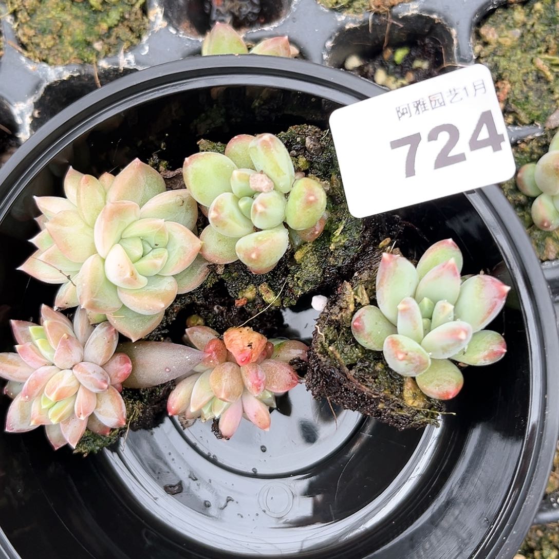 阿雅园艺。       724