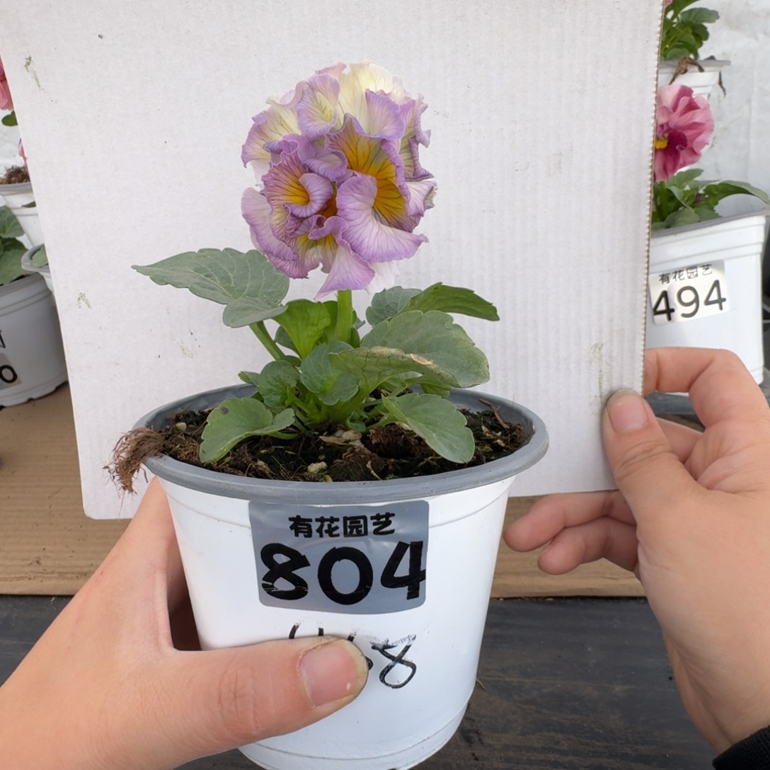 全部花朵804号角堇