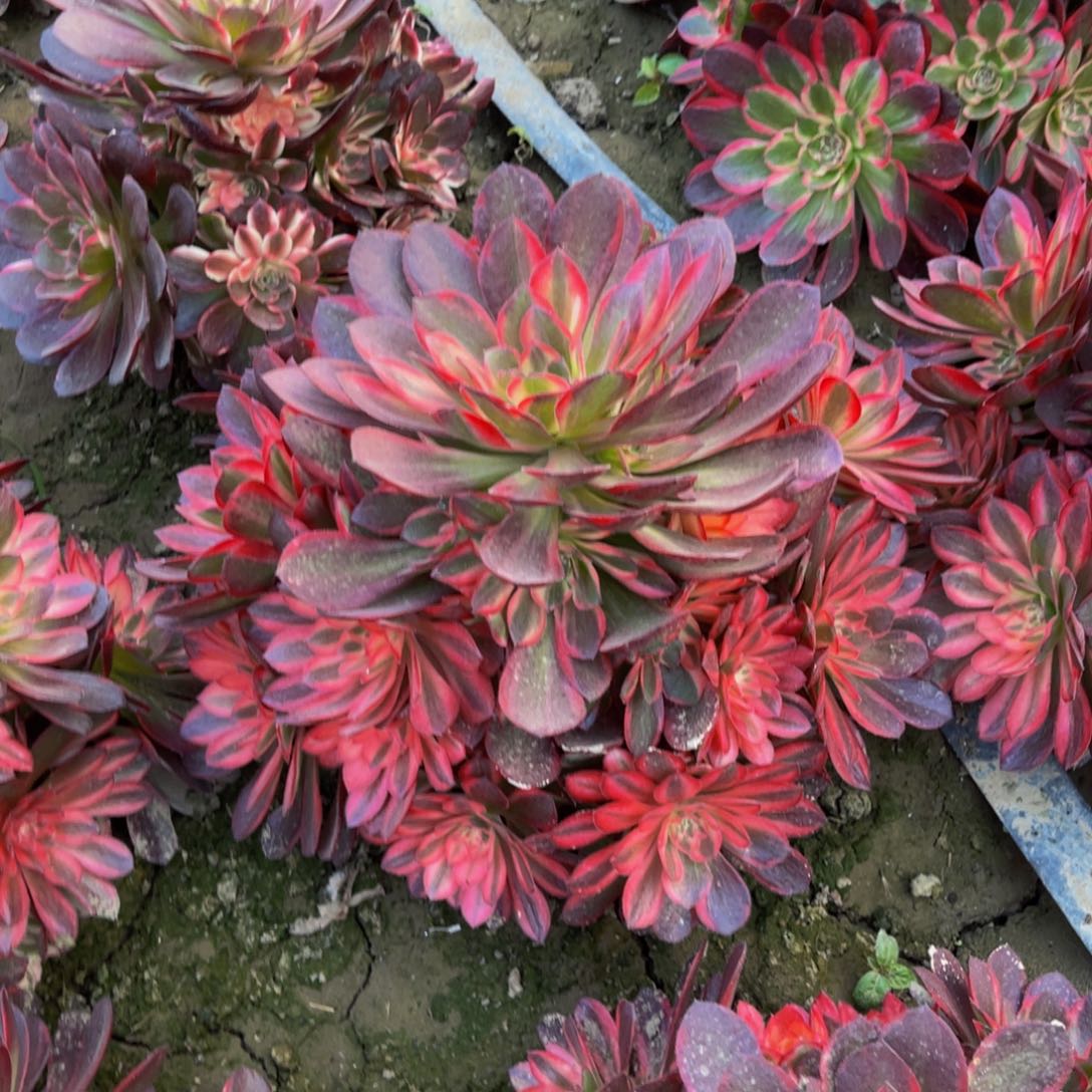 黑魔锦法师朵朵93