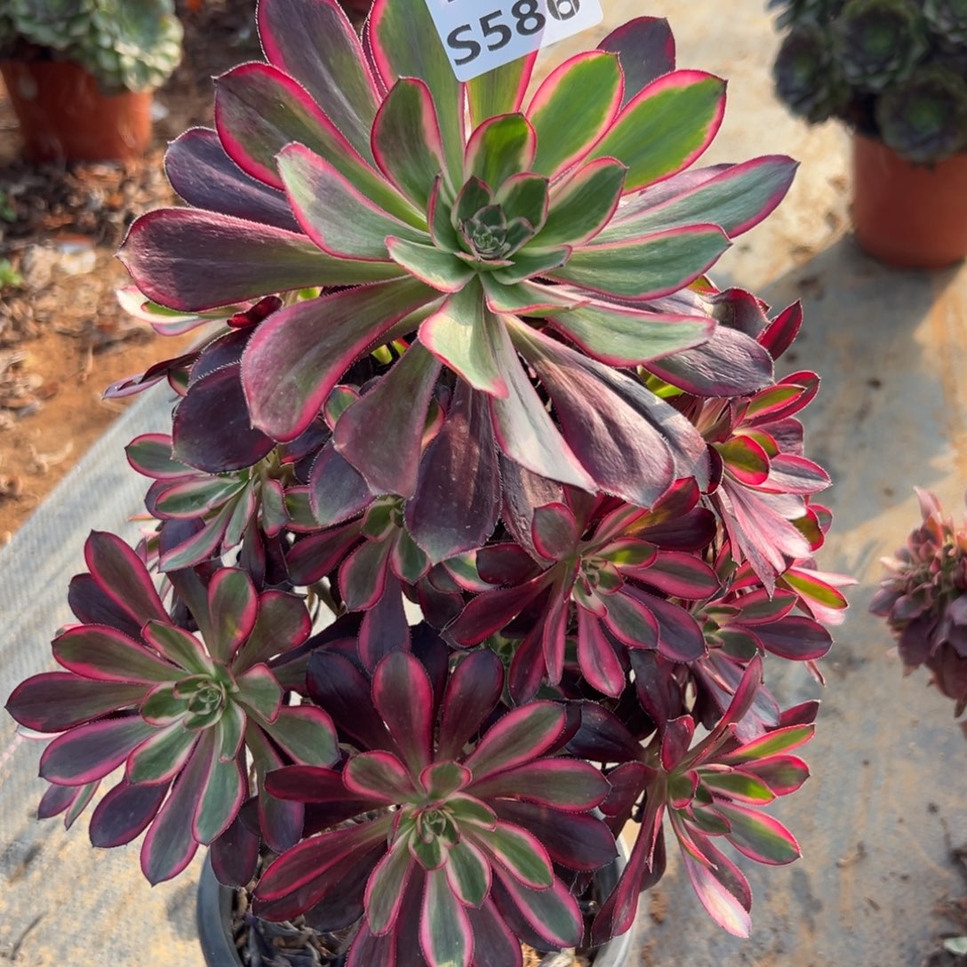 586芬迪，满20包邮