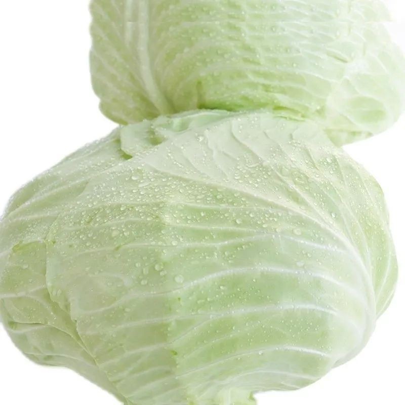 贵州高山露天自然生长莲花白现摘现发