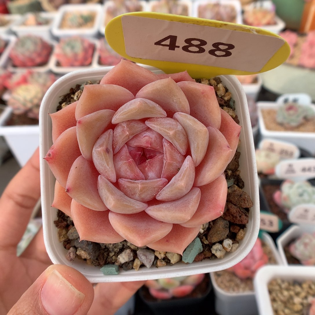 488糖心多肉植物