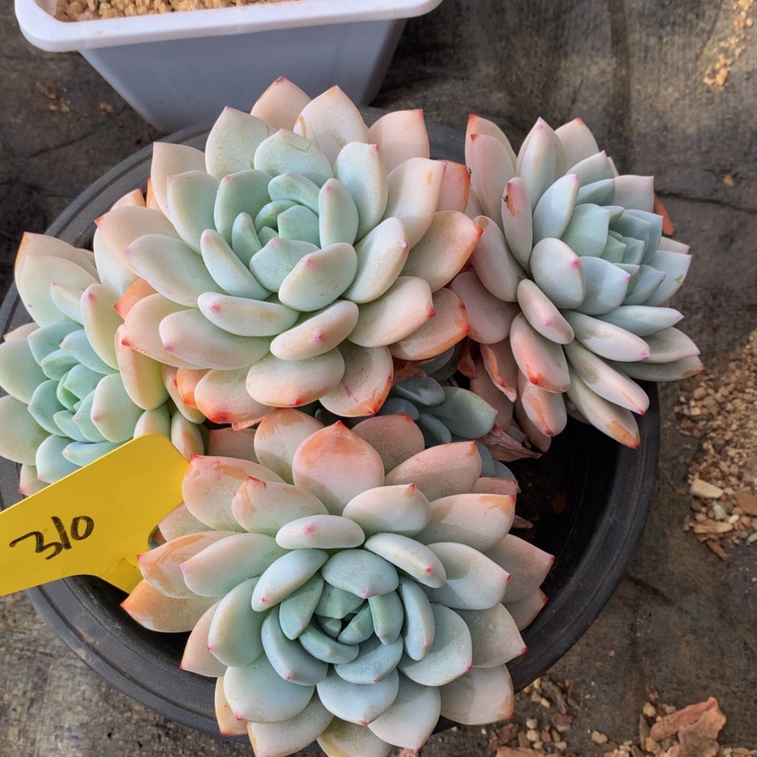 冷香7272727273737373