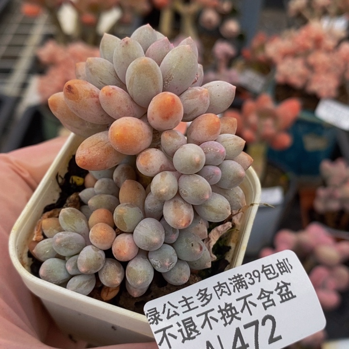 婴儿手指老桩5cm472多肉