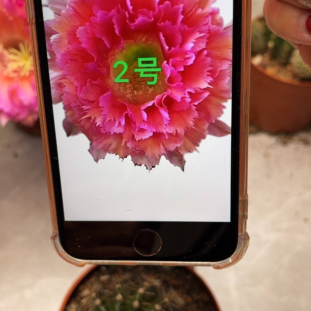 彩草2号羽毛6.5公分左右