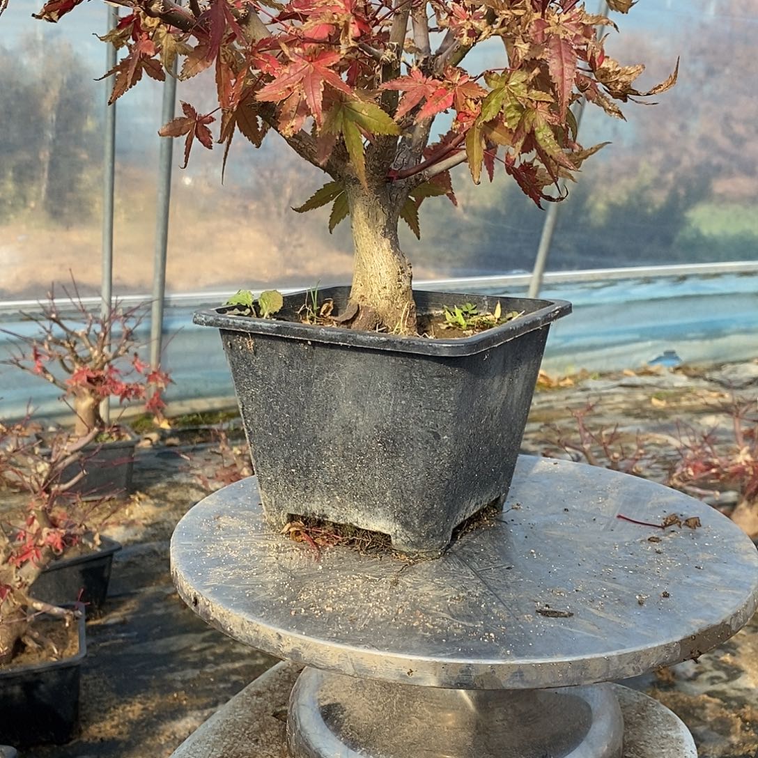 无花朵初星星枫树