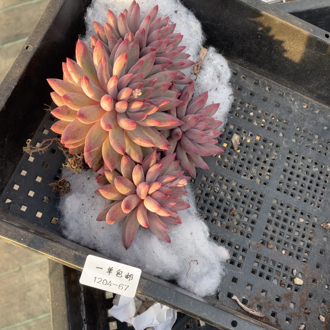 J****1204-67-虞美人，。。，