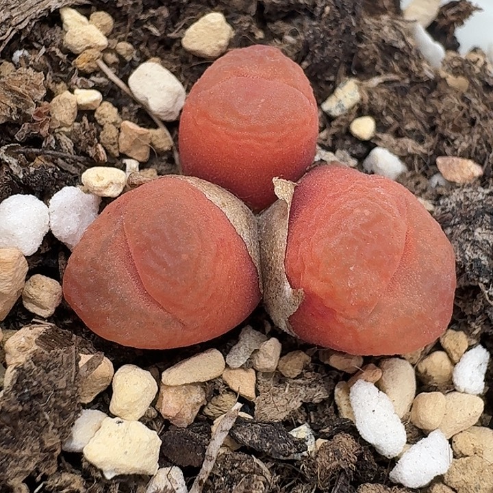 老马生石花三头吕红1025