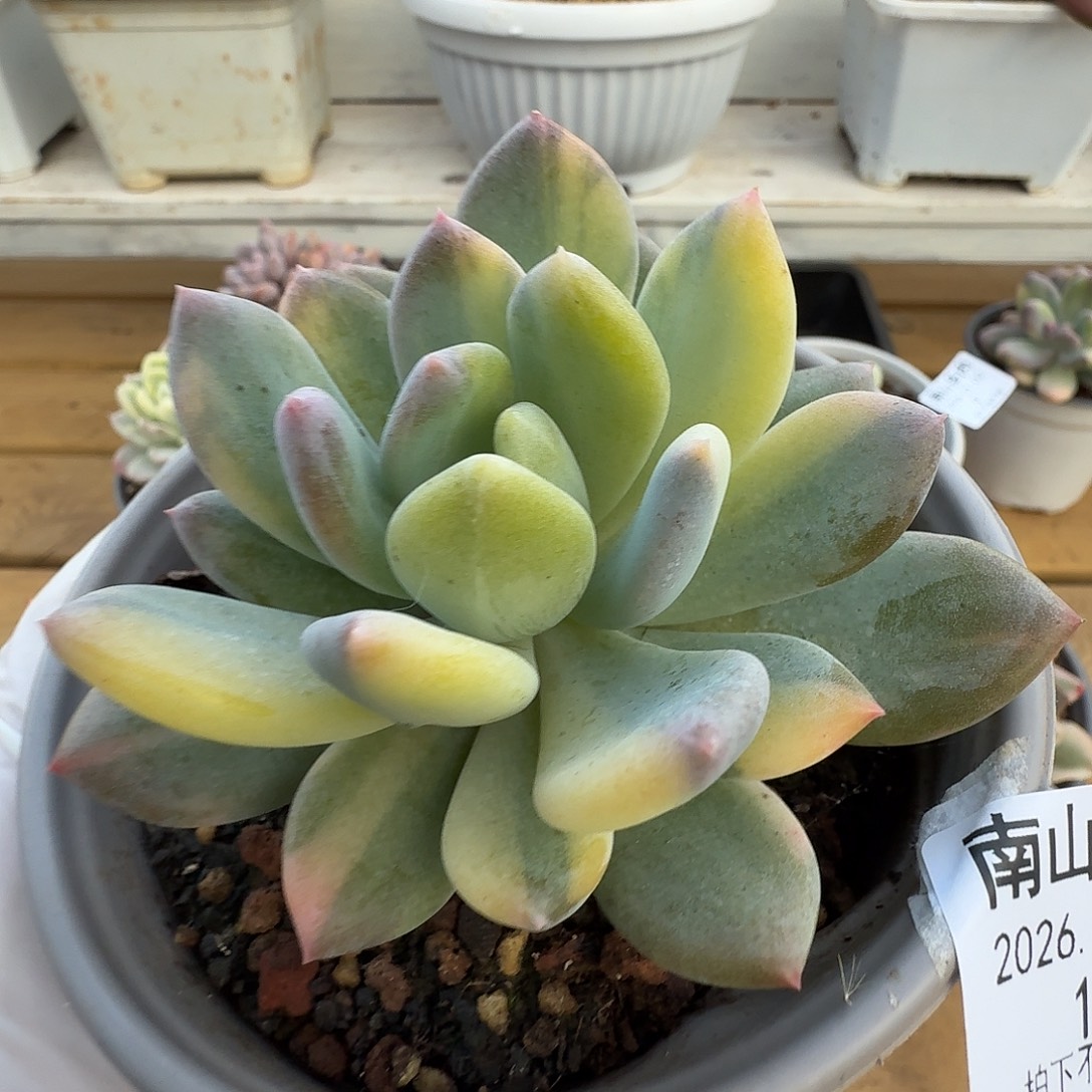 灰姑娘拉丝锦111102-10