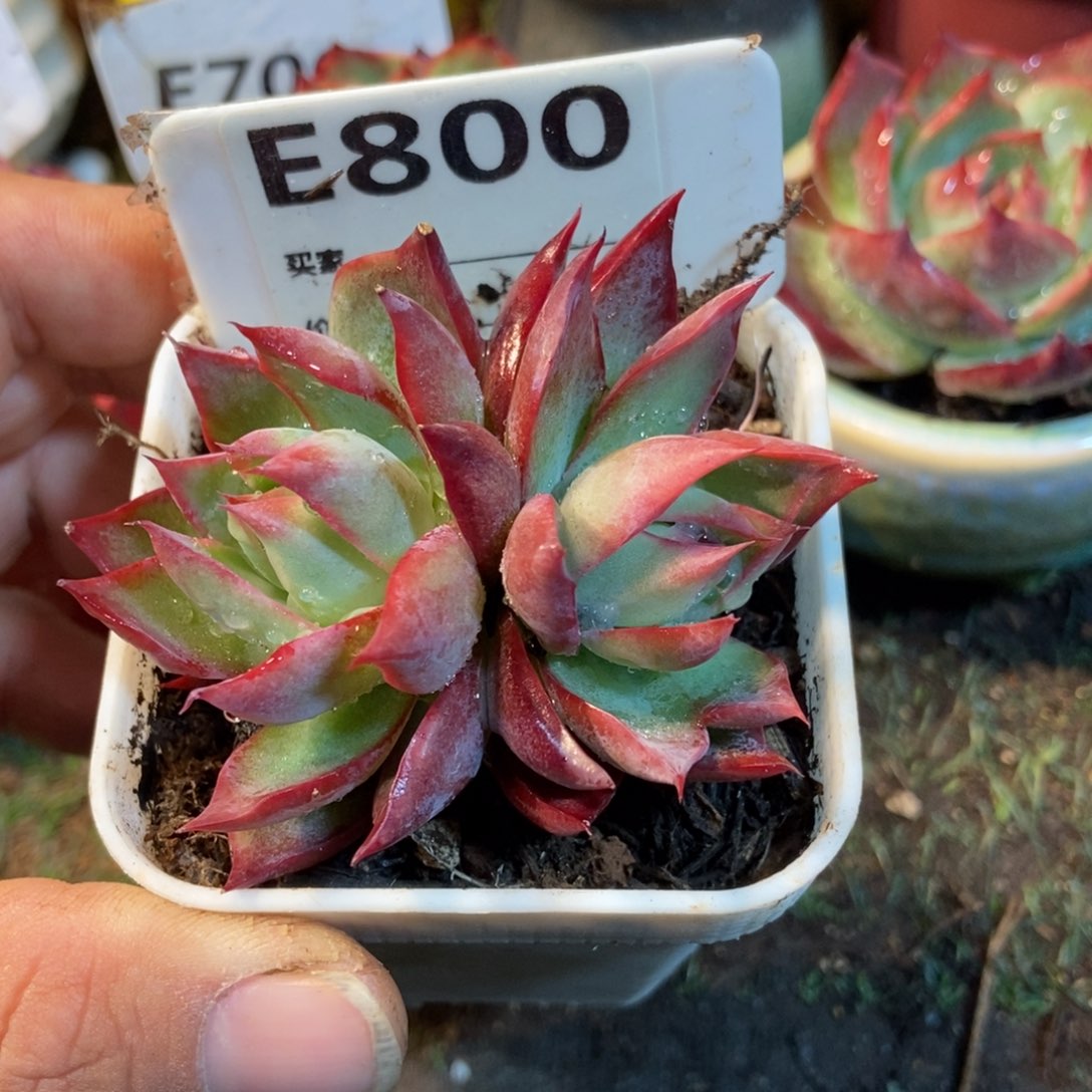 惊鸿一瞥800号楼