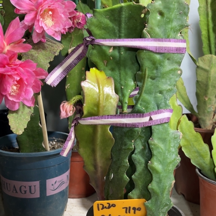 当前无花栽培后可以开花g****j秘密议程