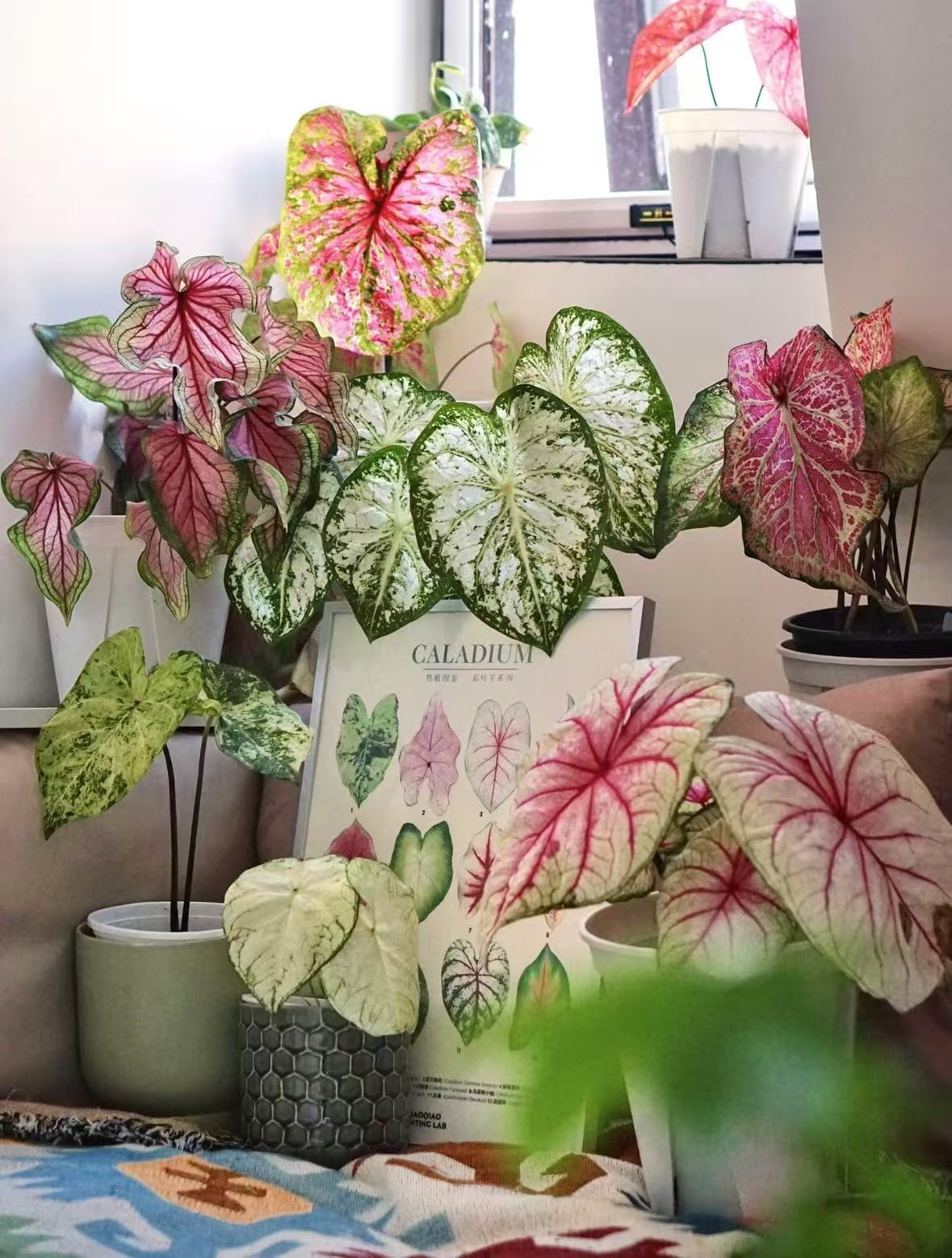 【易安园艺】彩叶芋合集   室内阳台观叶植物 盆栽热植易活好养耐晒