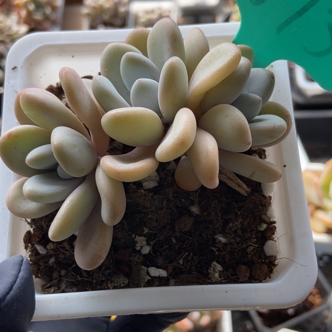 1873粉兔多肉植物