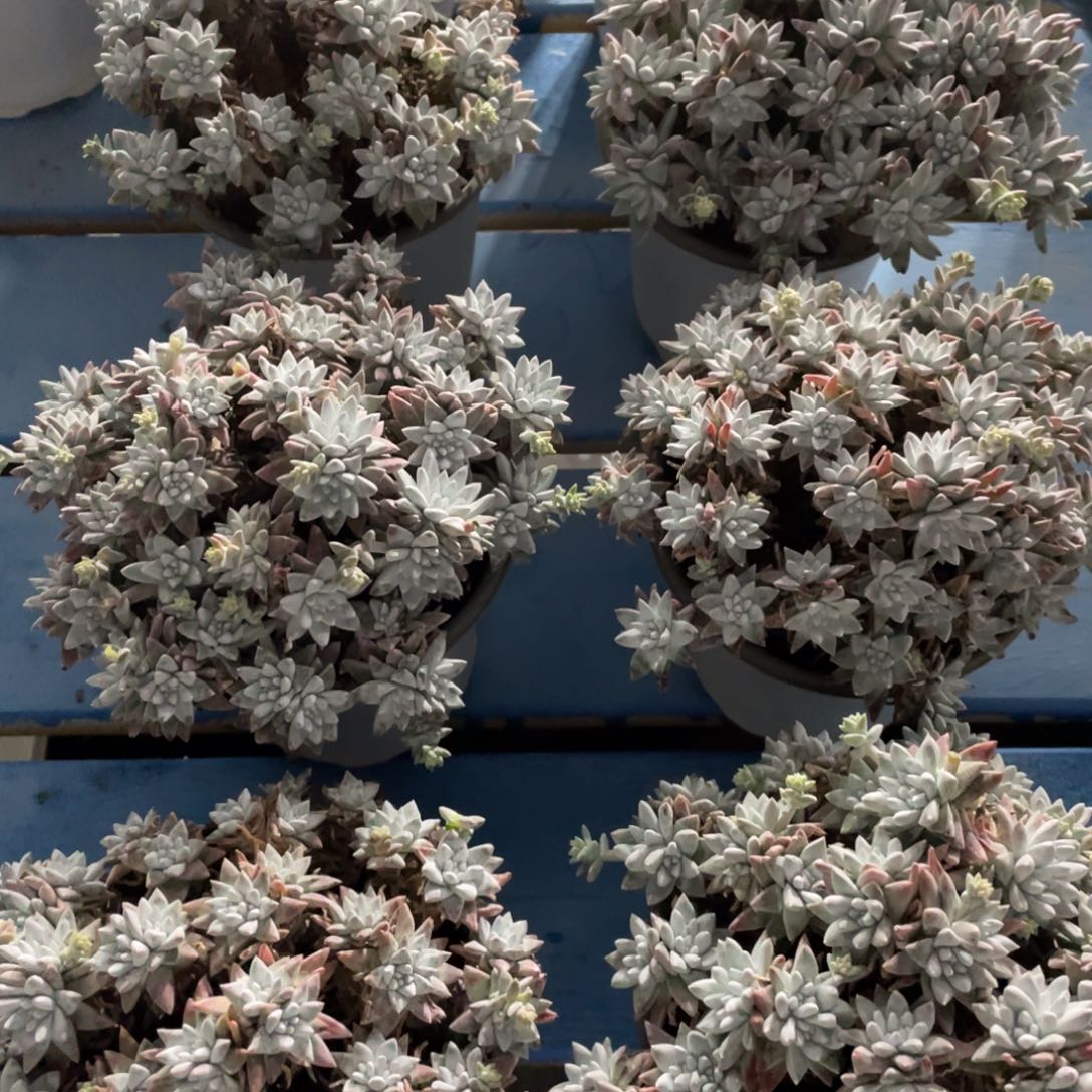 满68包邮发中通快递