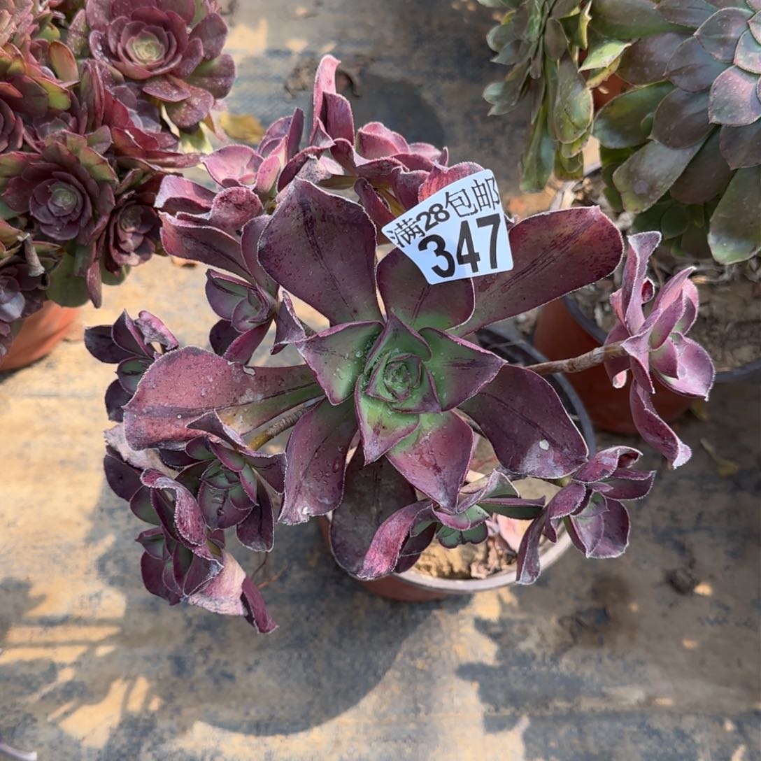 红富士多肉347满28包邮断枝不包