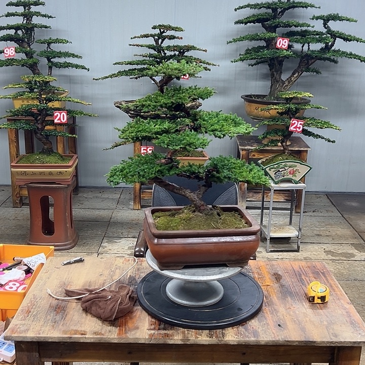 无花朵原生老珍珠柏盆景