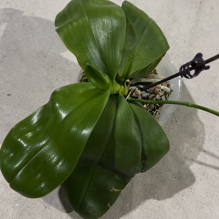 茗***媛不开花植物宝贝X狗