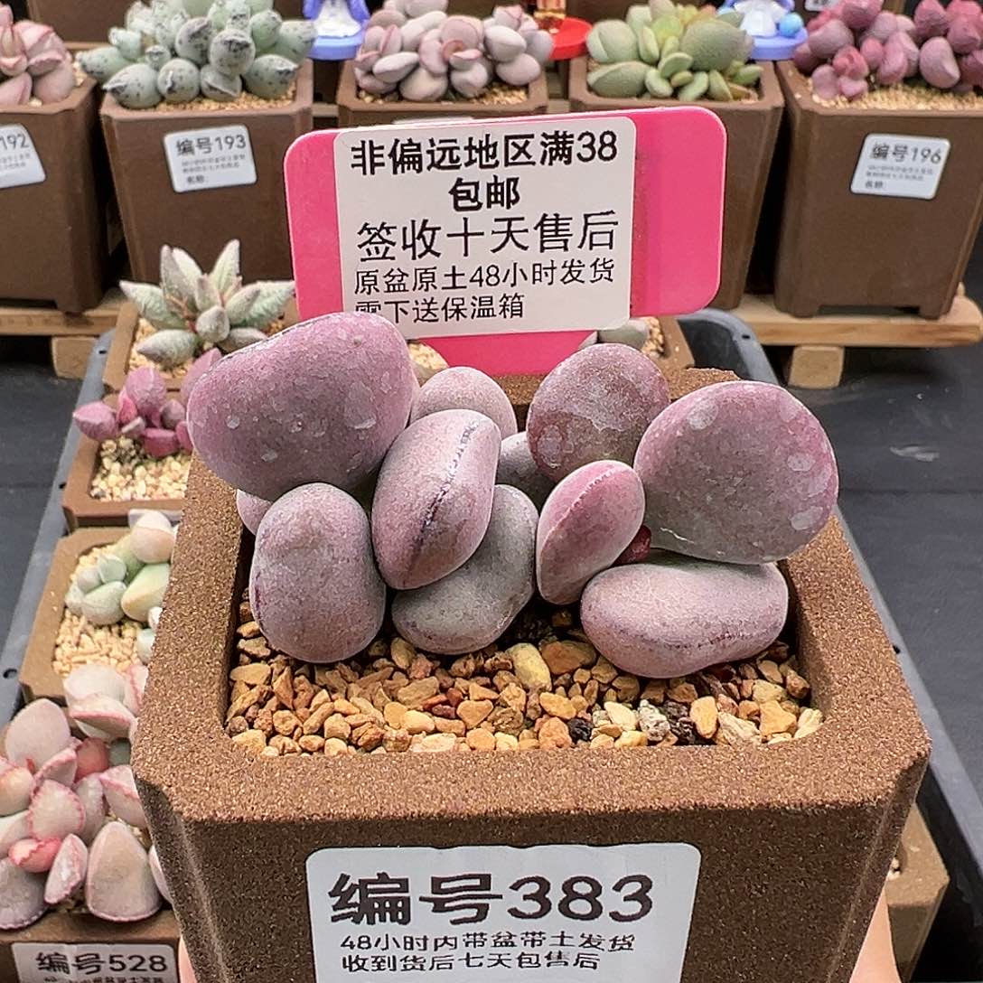 383球球紫蛋多肉