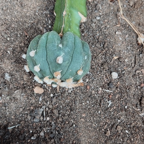 2838处理仙人球的