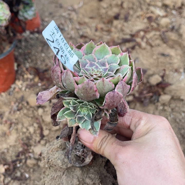 249不知名法师2号棚