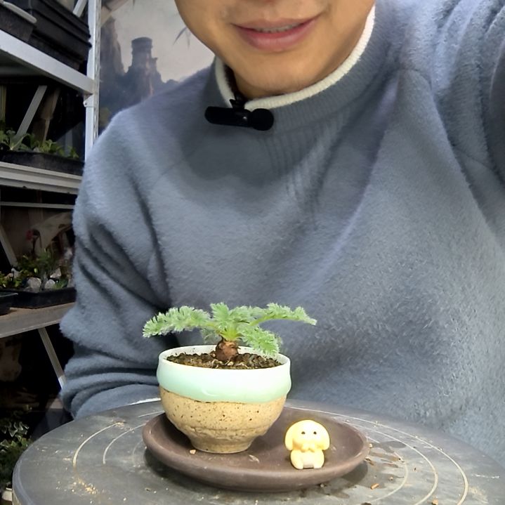 浮***梦中青园艺一物一拍花135