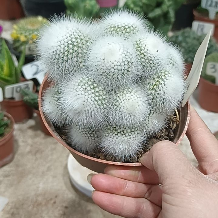 白小丁多头       28元