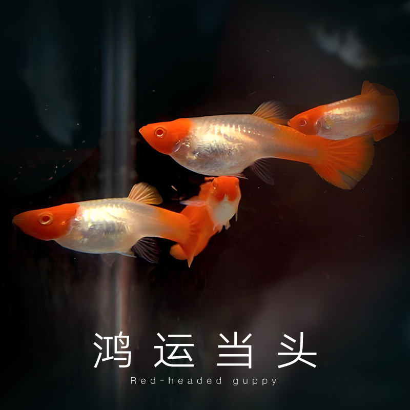 鸿运当头精品红头孔雀鱼小型热带观赏鱼活体易繁殖