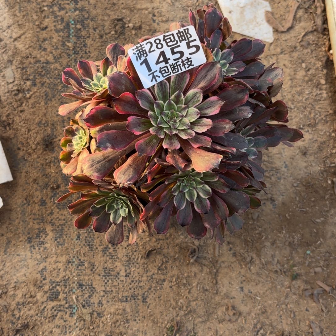 M. 1455粉带多肉，aaeee