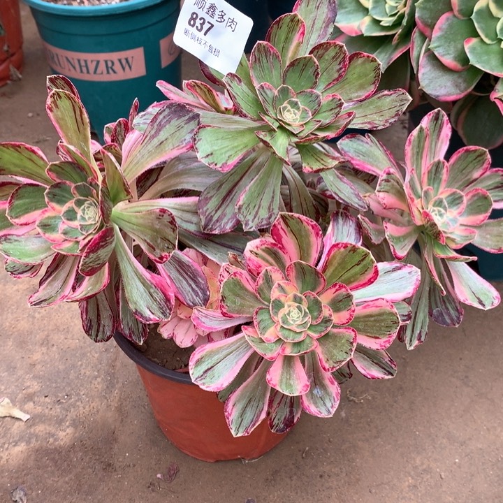 837微锦多肉植物