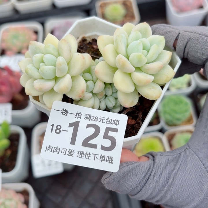 劳尔锦无盆土发货多