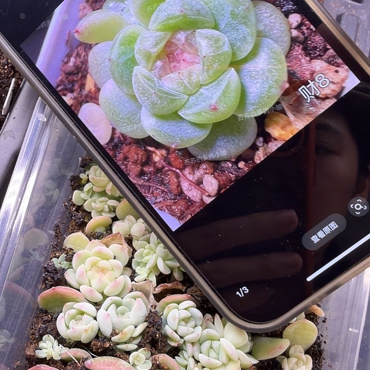 财富密码8号随机单头一颗1.5cm