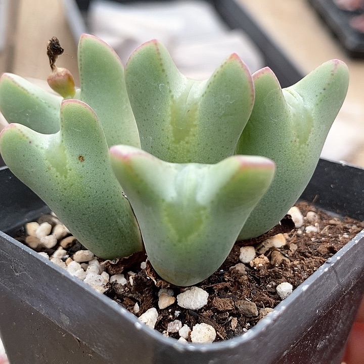 19522皮卡丘一颗       