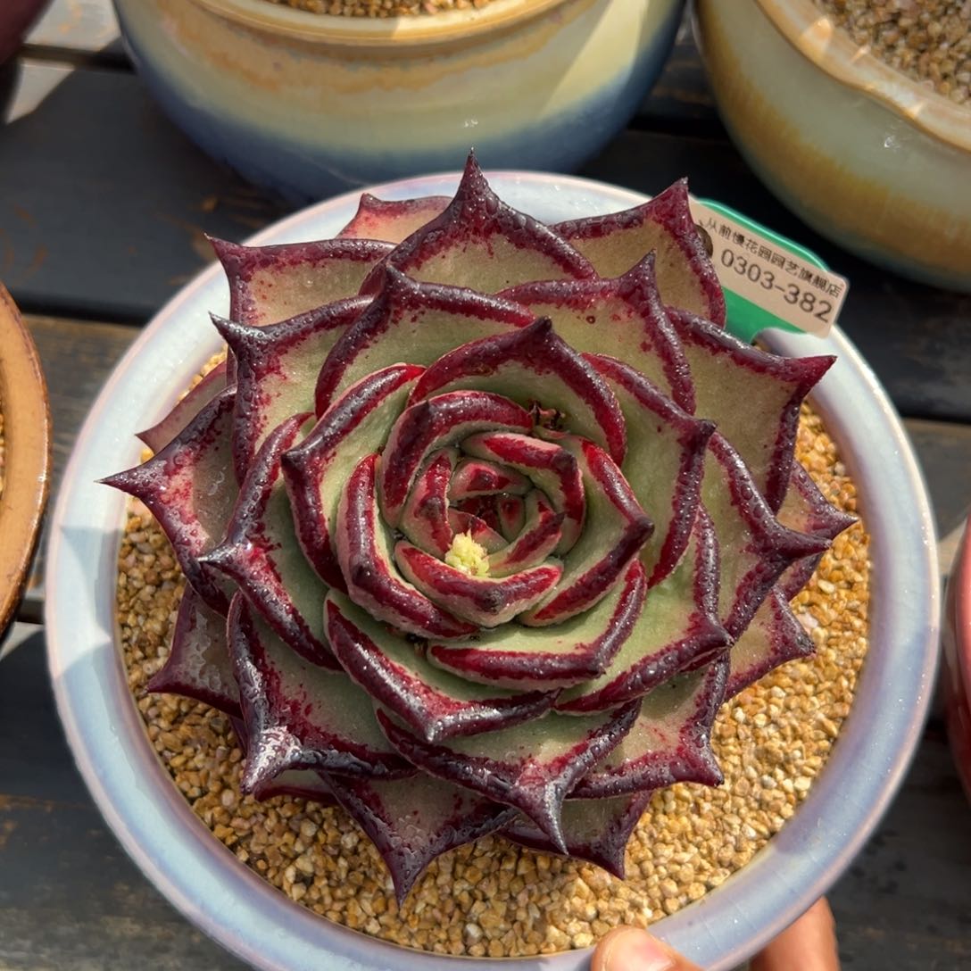 多肉一物一拍0303-382